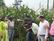 जिला स्तरीय डायग्नोस्टिक टीम द्वारा किया गया फसलों का निरीक्षण, मक्का की स्थिति पाई गई संतोषजनक