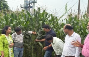 जिला स्तरीय डायग्नोस्टिक टीम द्वारा किया गया फसलों का निरीक्षण, मक्का की स्थिति पाई गई संतोषजनक