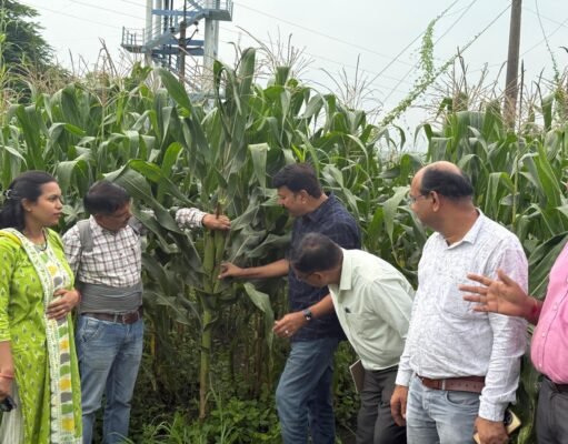 जिला स्तरीय डायग्नोस्टिक टीम द्वारा किया गया फसलों का निरीक्षण, मक्का की स्थिति पाई गई संतोषजनक