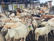 रामगढ़ गौशाला बनी मौत का अड्डा – सरपंच और समूह की खींचतान में भूख से तड़प रही गौमाता!