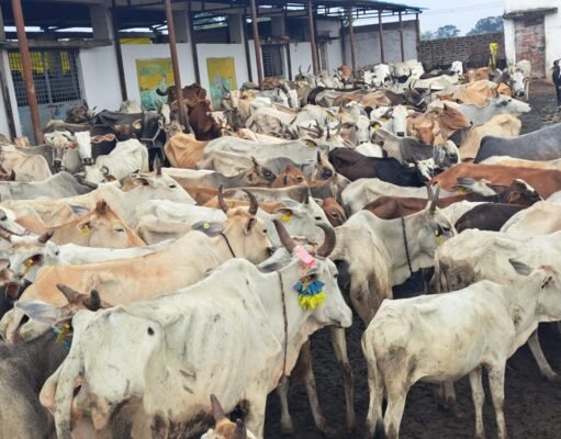 रामगढ़ गौशाला बनी मौत का अड्डा – सरपंच और समूह की खींचतान में भूख से तड़प रही गौमाता!