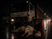 चौरई बायपास पर देर रात दर्दनाक हादसा: तेज रफ्तार ट्रक ने चार गौवंश को रौंदा, दो की मौके पर मौत, दो घायल